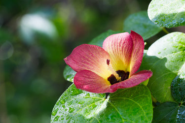 10 PORTIA TREE Yellow Pink Purple Flowers Change Color Pacific Rosewood Tulip Thespesia Populnea Seeds